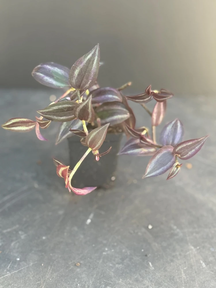 Tradescantia Dark Desire Live Plant – Wandering Jew with Burgundy Foliage – 2.5x4 inch Pot – Indoor/Outdoor - Image 2