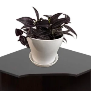 Tradescantia Dark Desire Live Plant – Wandering Jew with Burgundy Foliage – 2.5x4 inch Pot – Indoor/Outdoor - Image 3