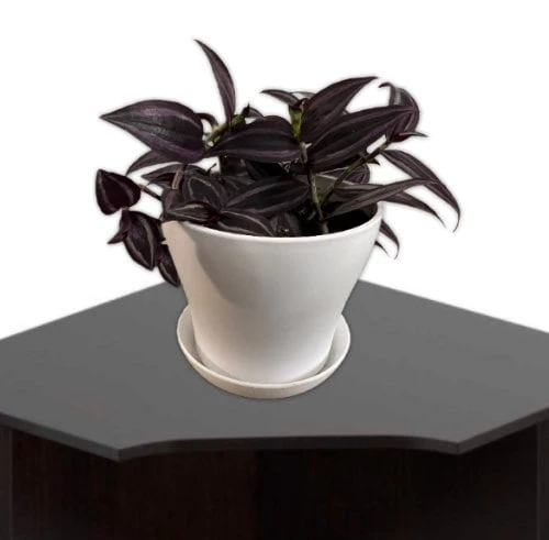 Tradescantia Dark Desire Live Plant – Wandering Jew with Burgundy Foliage – 2.5x4 inch Pot – Indoor/Outdoor - Image 3