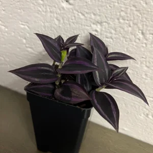 Tradescantia Dark Desire Live Plant – Wandering Jew with Burgundy Foliage – 2.5x4 inch Pot – Indoor/Outdoor - Image 4
