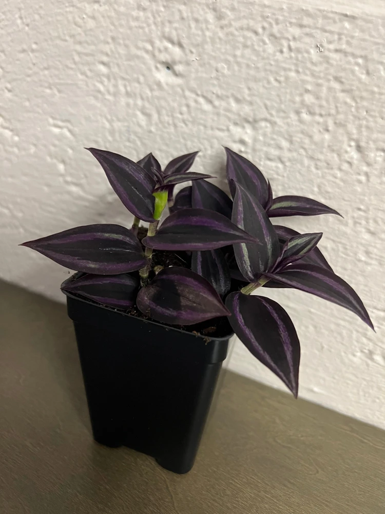 Tradescantia Dark Desire Live Plant – Wandering Jew with Burgundy Foliage – 2.5x4 inch Pot – Indoor/Outdoor - Image 4