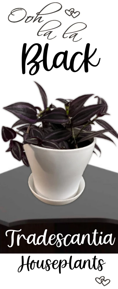 Tradescantia Dark Desire Live Plant – Wandering Jew with Burgundy Foliage – 2.5x4 inch Pot – Indoor/Outdoor - Image 1