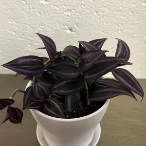 Tradescantia Dark Desire Live Plant – Wandering Jew with Burgundy Foliage – 2.5x4 inch Pot – Indoor/Outdoor - Image 5