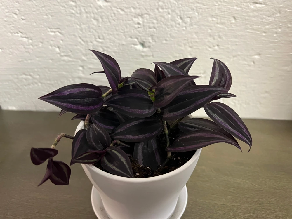 Tradescantia Dark Desire Live Plant – Wandering Jew with Burgundy Foliage – 2.5x4 inch Pot – Indoor/Outdoor - Image 5