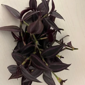 Tradescantia Dark Desire Live Plant – Wandering Jew with Burgundy Foliage – 2.5x4 inch Pot – Indoor/Outdoor - Image 6