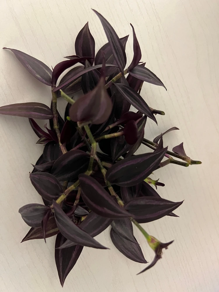 Tradescantia Dark Desire Live Plant – Wandering Jew with Burgundy Foliage – 2.5x4 inch Pot – Indoor/Outdoor - Image 6