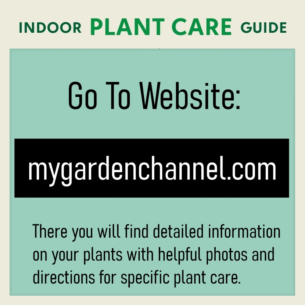 Tradescantia Dark Desire Live Plant – Wandering Jew with Burgundy Foliage – 2.5x4 inch Pot – Indoor/Outdoor - Image 7