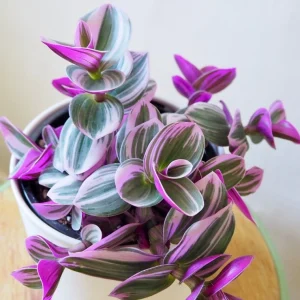Tradescantia Nanouk Plant Cuttings - Pink & Green Variegated Foliage, Unrooted - Image 2
