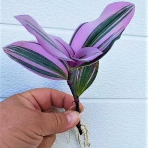 Tradescantia Nanouk Plant Cuttings - Pink & Green Variegated Foliage, Unrooted - Image 3