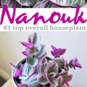 Tradescantia Nanouk Plant Cuttings - Pink & Green Variegated Foliage, Unrooted - Image 1