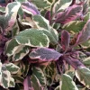 Tricolor Sage Live Plant - Variegated Perennial Herb, 4 inch Pot - Image 1