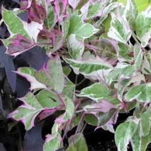 Tricolor Sweet Potato Vine Live Plant - Green, White & Pink Foliage - Image 2