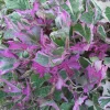 Tricolor Sweet Potato Vine Live Plant - Green, White & Pink Foliage - Image 1