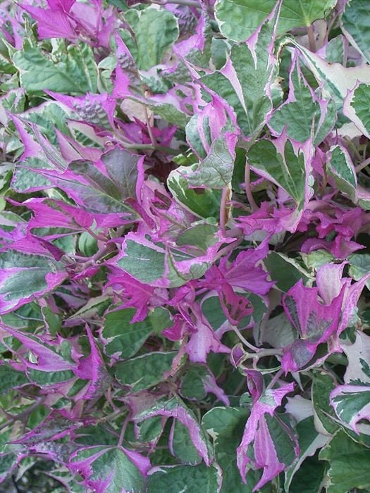 Tricolor Sweet Potato Vine Live Plant - Green, White & Pink Foliage - Image 1