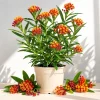 Tropical Milkweed Live Plant – Set of 2 – 4-8 Inch Tall – Orange Red Flowers – Perennial – Outdoor - Image 1