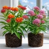 Tropical Milkweed Live Plants, Asclepias, Set of 2, 4-8 Inch Tall, Outdoor Perennial - Image 1