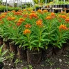 Tropical Milkweed Live Plants, Set of 4, 4-8 Inch Tall, Orange Red Flowers, Perennial for Garden - Image 1