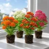 Tropical Milkweed Live Plants, Set of 4, Asclepias, 4-8 Inch Tall, Perennial - Image 1