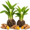 Turmeric Live Plant – Set of 2 Yellow Turmeric Starter Plants – 4-7 Inch – Fragrant Tropical Herb - Image 1