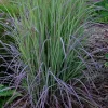 Twilight Zone Grass Blue Purple Perennial Ornamental Live Plant 1 Plant - Image 1