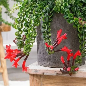 Twisted Red Lipstick Plant Live – Aeschynanthus Radicans Houseplant – 2.5x4 inch Pot – Indoor Trailing Vine - Image 2