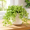 Variegated Hoya Live Plant Cutting - 4-8 Inch Tall Indoor Houseplant, No Pot - Image 1
