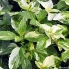 Variegated Peppermint Live Herb Plant - Mentha piperita 'Variegata' - 3-5 inches - Image 1