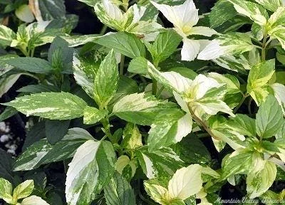 Variegated Peppermint Live Herb Plant - Mentha piperita 'Variegata' - 3-5 inches - Image 1
