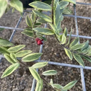 Variegated Red Lipstick Plant Live Houseplant - Trailing Indoor Plant - Image 3