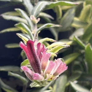 Variegated Red Lipstick Plant Live Houseplant - Trailing Indoor Plant - Image 4