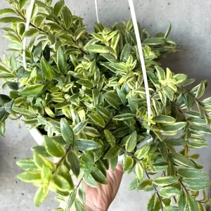 Variegated Red Lipstick Plant Live Houseplant - Trailing Indoor Plant - Image 5
