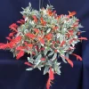 Variegated Red Lipstick Plant Live Houseplant - Trailing Indoor Plant - Image 1