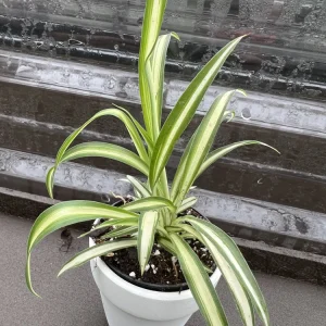 Variegated Spider Plant Live Plant - Potted Houseplant - Easy Care Indoor - Image 1