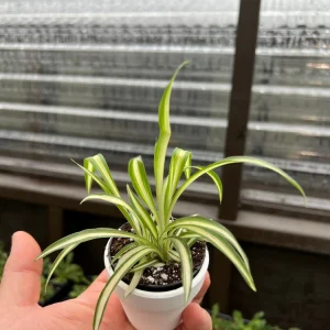 Variegated Spider Plant Live Plant - Potted Houseplant - Easy Care Indoor - Image 7