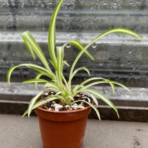 Variegated Spider Plant Live Plant - Potted Houseplant - Easy Care Indoor - Image 8