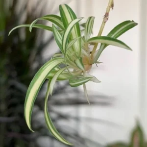 Variegated Spider Plant Live Plant - Potted Houseplant - Easy Care Indoor - Image 9