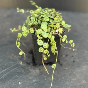 Variegated String of Turtles Live Plant - Trailing Houseplant for Indoors - Image 2