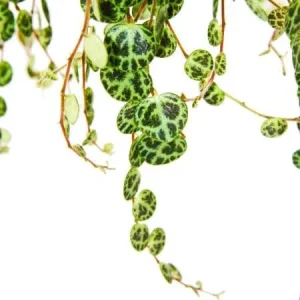 Variegated String of Turtles Live Plant - Trailing Houseplant for Indoors - Image 3