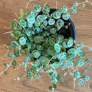 Variegated String of Turtles Live Plant - Trailing Houseplant for Indoors - Image 4