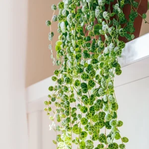Variegated String of Turtles Live Plant - Trailing Houseplant for Indoors - Image 1