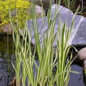 Variegated Sweet Flag Plant - Acorus Calamus 'Variegatus' - Aquatic Live Plant - Image 2