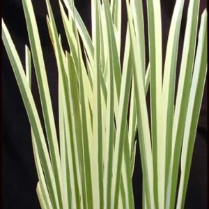 Variegated Sweet Flag Plant - Acorus Calamus 'Variegatus' - Aquatic Live Plant - Image 3