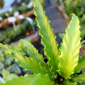 Victoria Bird's Nest Fern Live Plant – Asplenium antiquum ‘Victoria’ – 2.5 inch pot – Indoor Houseplant - Image 2