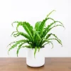 Victoria Bird's Nest Fern Live Plant – Asplenium antiquum ‘Victoria’ – 2.5 inch pot – Indoor Houseplant - Image 1