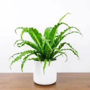 Victoria Bird's Nest Fern Live Plant – Asplenium antiquum ‘Victoria’ – 2.5 inch pot – Indoor Houseplant - Image 1