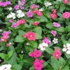 Vinca Mix Live Flower Plants – 3 Pack – 4-8” Tall – In Bloom – Outdoor - Image 1