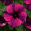 Vinca Tattoo Black Cherry Live Plants – 3-pack, 3-6 inch, In Bloom - Image 1