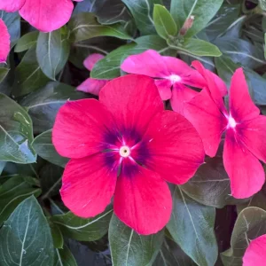 Vinca Tattoo Tangerine Live Plant – 3 Pack – 3-6 inch Flowers – Outdoor - Image 2