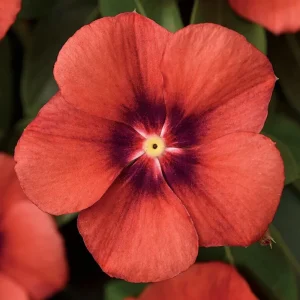 Vinca Tattoo Tangerine Live Plant – 3 Pack – 3-6 inch Flowers – Outdoor - Image 3