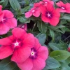 Vinca Tattoo Tangerine Live Plant – 3 Pack – 3-6 inch Flowers – Outdoor - Image 1